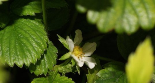 Fleur de mara des bois