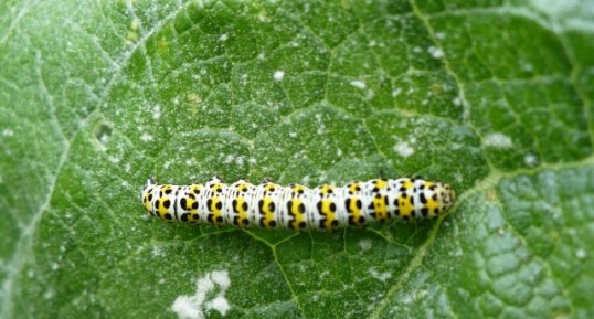 Chenille de la brèche (cucullia verbasci)