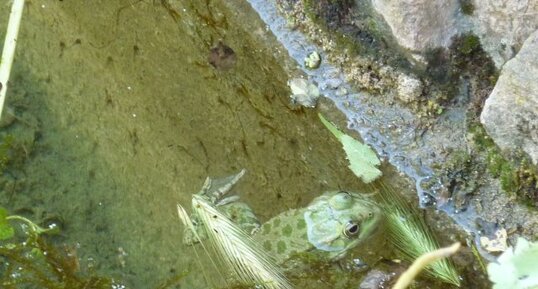 Grenouille de bénitier ?