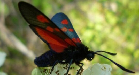 Zygaena Trifolii