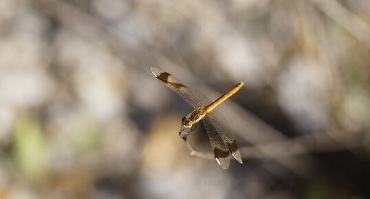 Sympetrum pedemontanum