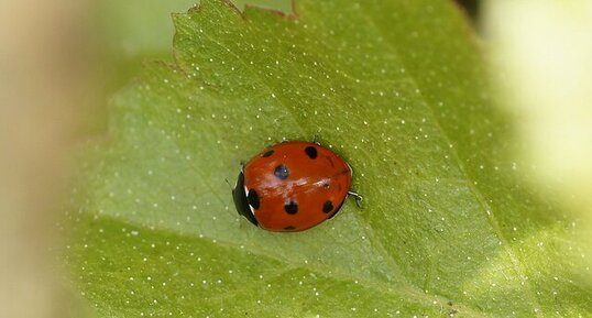 Coccinelle à 7 points