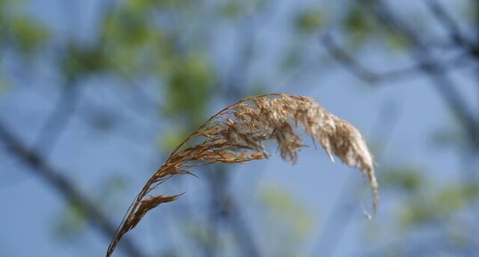 Phragmite