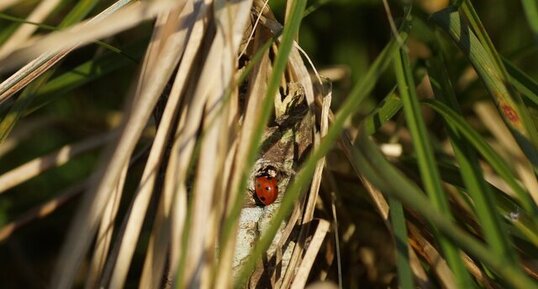 Coccinelle à 7 points