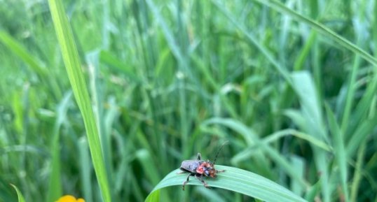 Cantharide, Cantharis Fusca - 2