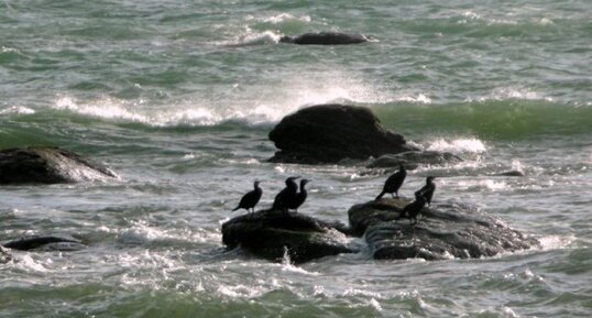 Cormorans noirs