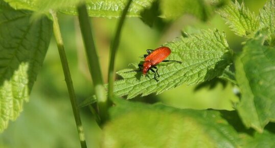 Pyrochroa serraticornis