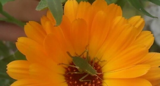 Sauterelle verte commune sur un Calendula officinalis