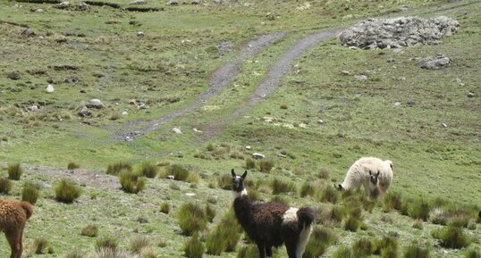 Lamas glamas en pâture