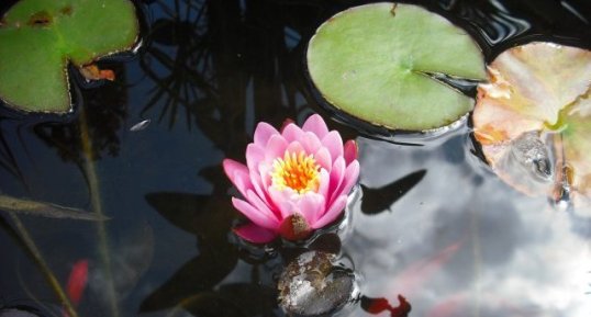 Fleur de nénuphar