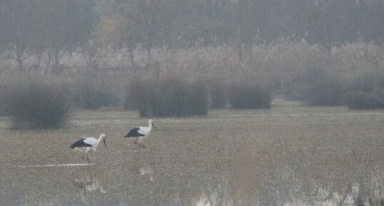 Cigognes blanches