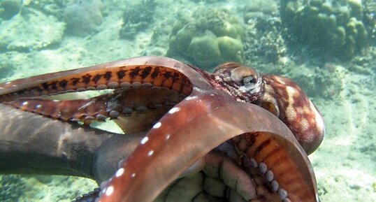 Poulpe (Octopus cyanea)