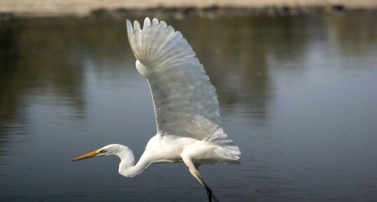 Grande aigrette - bis