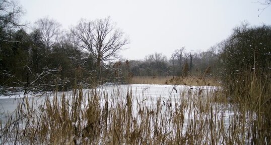 Patinoire naturelle