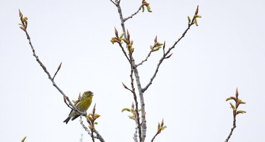 Serin cini