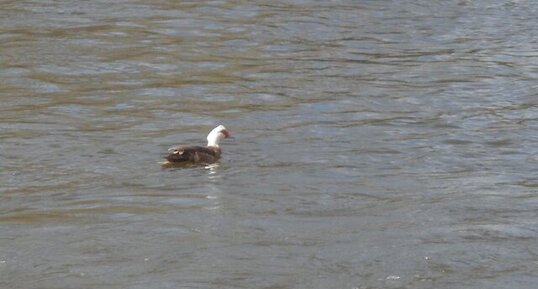 Un canard qui prend du bon temps