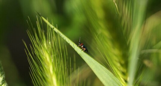 Chilotomine sp. - sous réserve