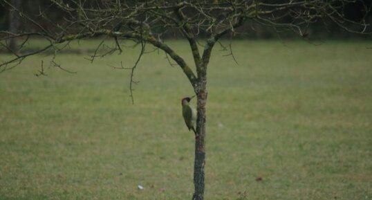 Pic vert , Picus viridis