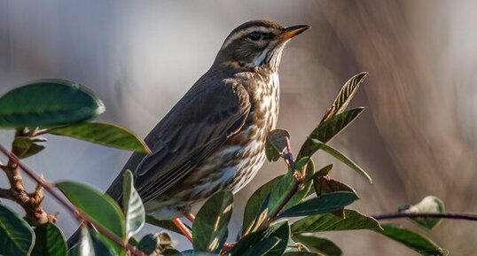 Grive mauvis / Turdus iliacus