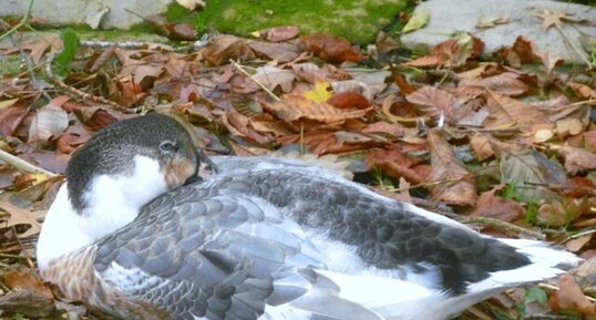 Canard ou oie non identifié(e)