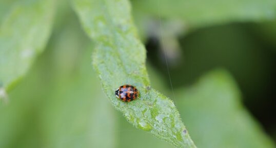 Coccinelle asiatique