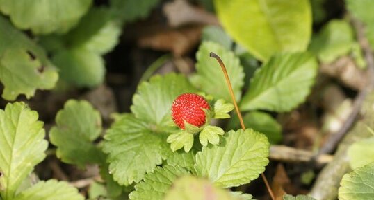 Fraise des bois