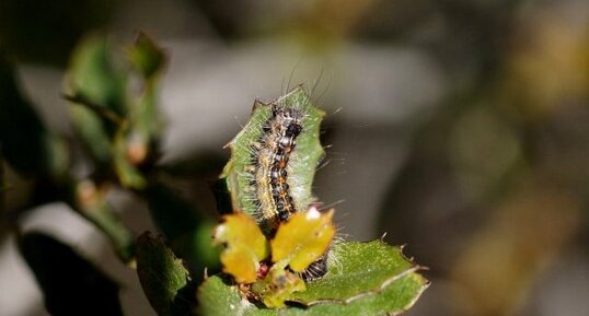 Chenille de ...?