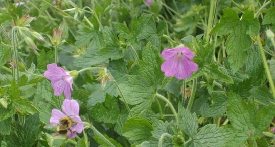 Bourdon pollinisant une fleur de géranium