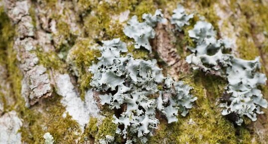 Lichen