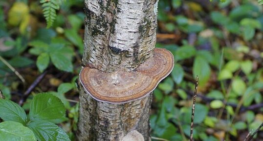 Champignon "arboricole"