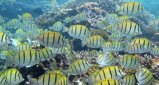 Chirugiens bagnards (Acanthurus triostegus)