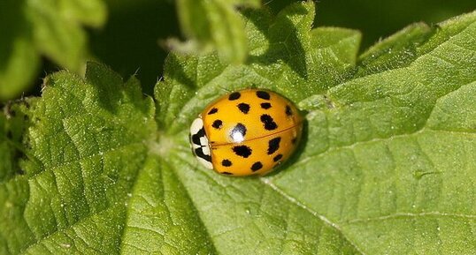 Coccinelle asiatique