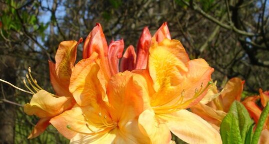 Rhododendron