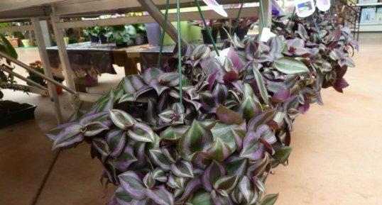 Tradescantia