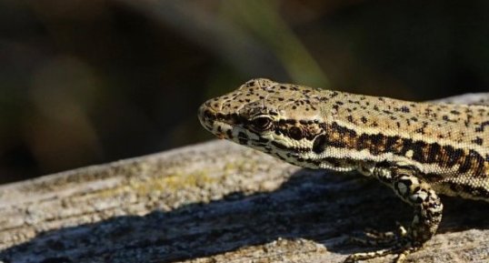 Lézard sp.