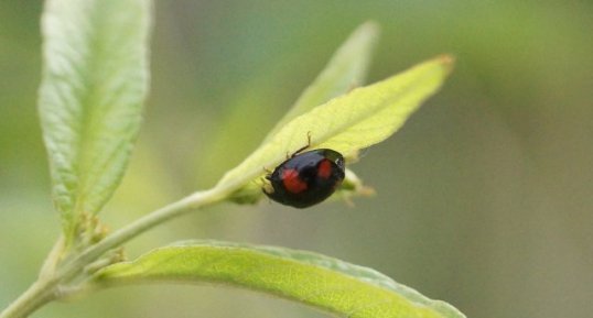 Harmonia axyridis