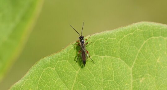 Ichneumon sp.