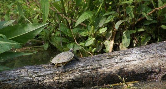 Tortue de Floride