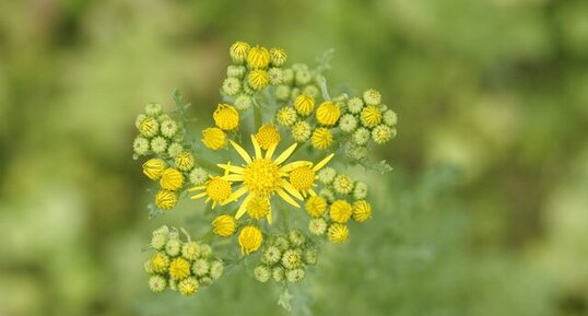 Fleur de Séneçon jacobée