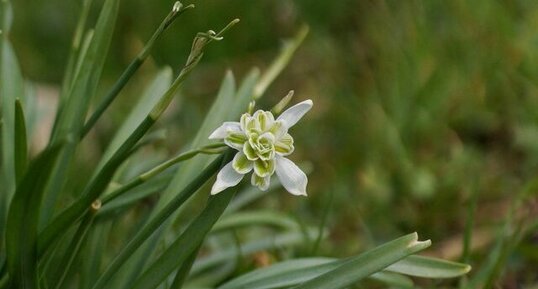 Perce neige