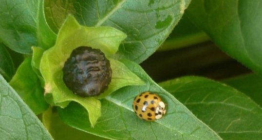 Coccinelle asiatique