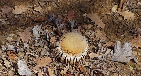 Carline à feuilles d'acanthe - sous réserve