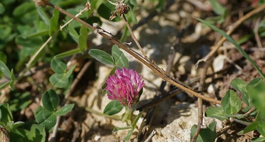 Trifolium sp.