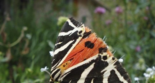 Calllimorpha quadripunctaria