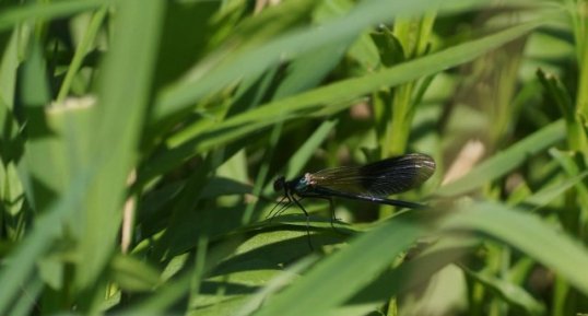 Calopteryx splendens