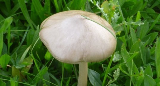 Agaric sylvicole (sousréserve)