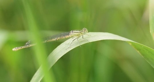 Platycnemis latipes