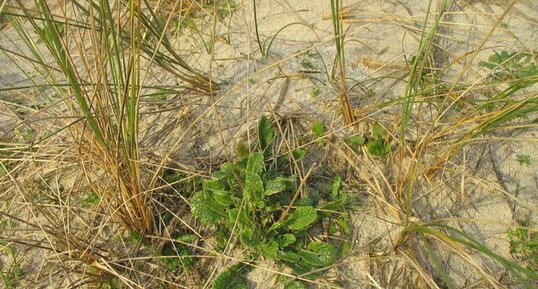 Roquette de mer (Cakile maritima) ???