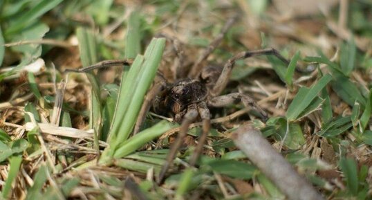 Araignée mexicaine