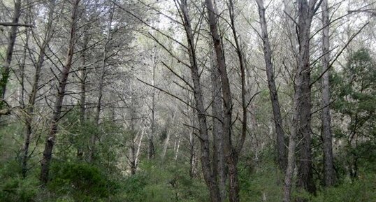 Pins maritimes (pinus pinaster)